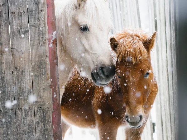 Лошадь зимой hokkaido — стоковое фото