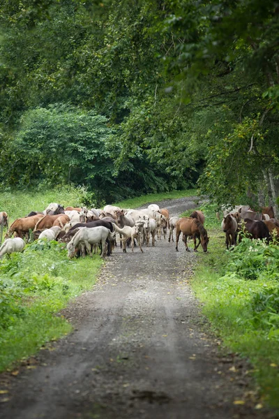 Caballos en el pasto, hokkaido — Foto de Stock