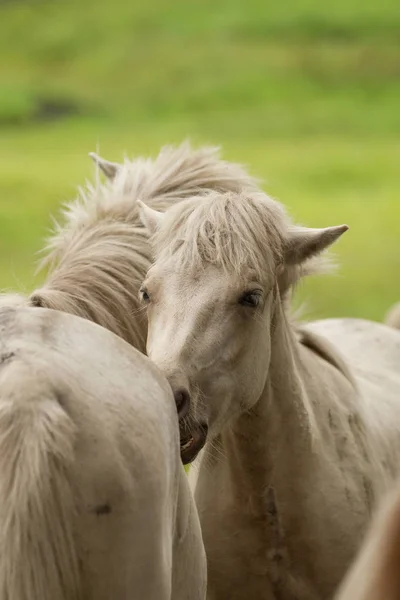 Caballos en el pasto, hokkaido —  Fotos de Stock