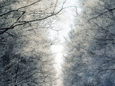 hokkaido ağacında kapsamındaki frost