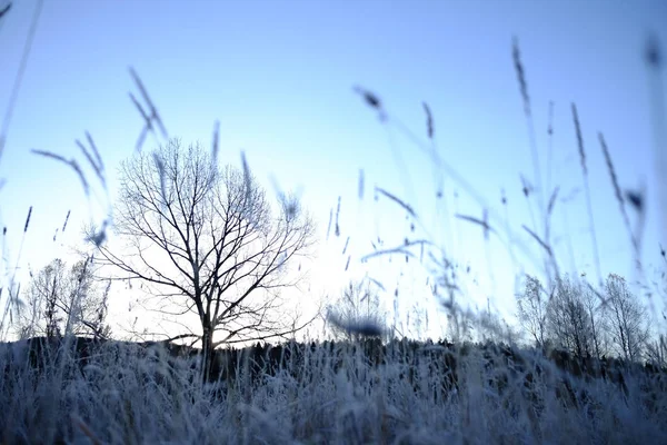 Paysage hivernal à hokkaido — Photo