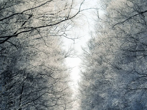 北海道の屋根付きの木を霜します。 — ストック写真