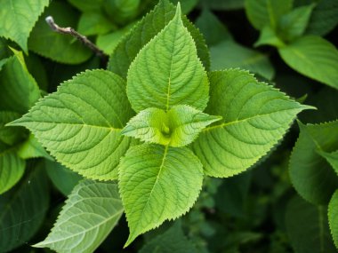 Yaz aylarında yaprak yeşil