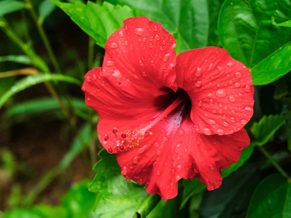 Hibiscus yaz Okinawa