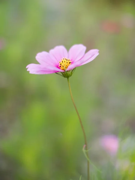 Cosmo rosa in natura — Foto Stock