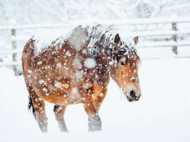 At kışın hokkaido