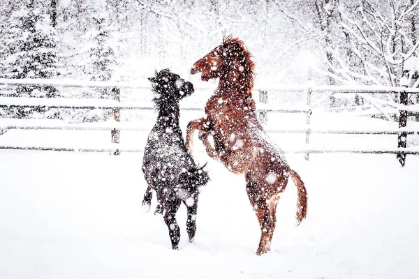 Pferd im Winter hokkaido — Stockfoto