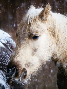 At kışın hokkaido