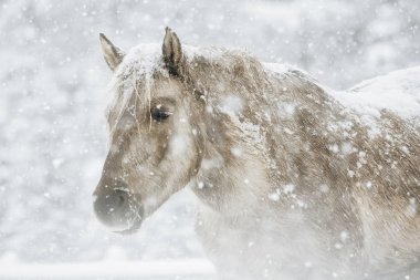 At kışın hokkaido