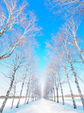 Ağaç kaplı cadde kışın