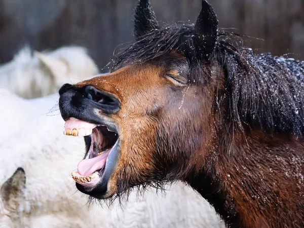 Kůň v zimě hokkaido — Stock fotografie