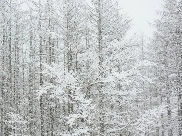 Δάσος στο Χοκάιντο χειμώνα — Φωτογραφία Αρχείου