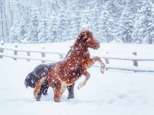 Pferd im Winter hokkaido — Stockfoto