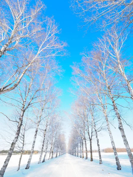 Дерево викладена вулиця взимку — стокове фото