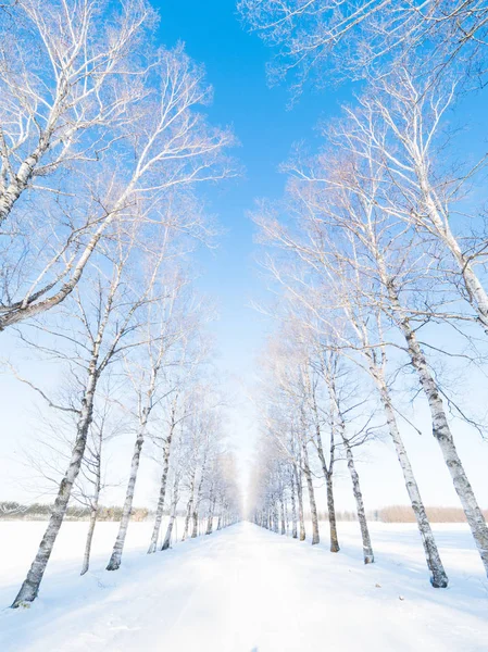 겨울에 길을 따라 늘어선 나무 — 스톡 사진