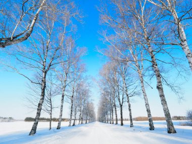 Ağaç kaplı cadde kışın