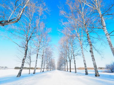 Ağaç kaplı cadde kışın