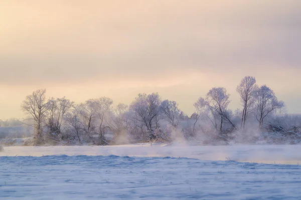 Overdekte boom vorst in de winter — Stockfoto