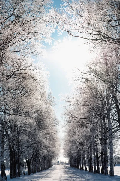 Árvore forrada rua no inverno — Fotografia de Stock