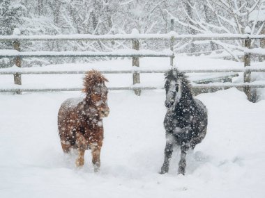 At kışın hokkaido