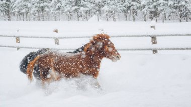 At kışın hokkaido