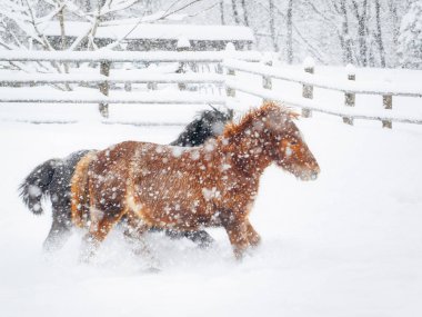 At kışın hokkaido
