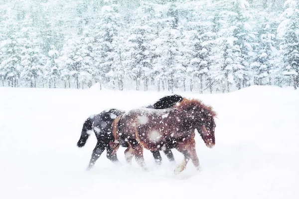 At kışın hokkaido