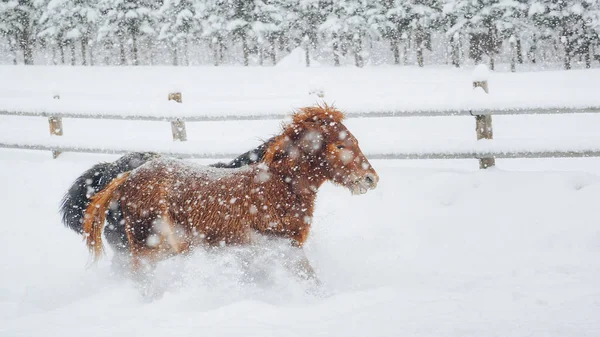 At kışın hokkaido