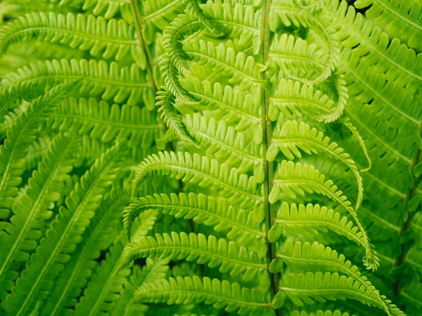 Ferm plantas na primavera — Fotografia de Stock