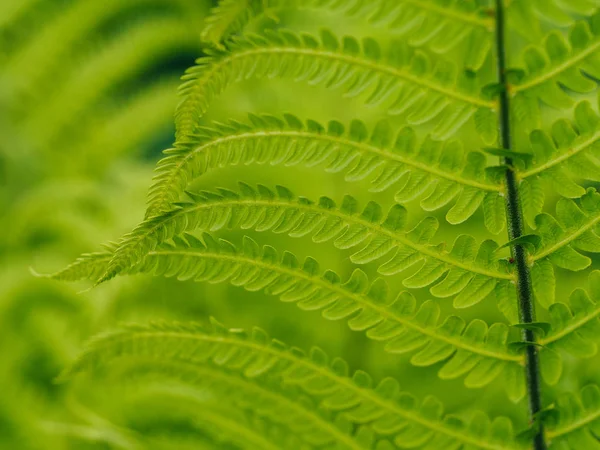 Ferm planten in het voorjaar — Stockfoto