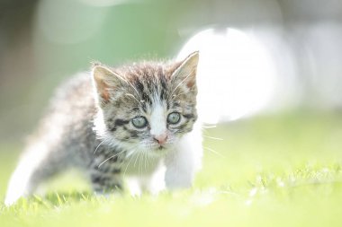 Bahçe içinde bebek kedi