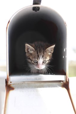 Bebek kedi sonrası