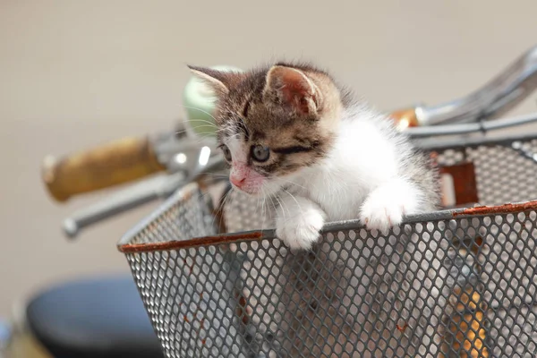 Bébé chat à vélo — Photo