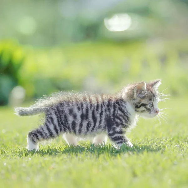Bébé chat dans le jardin — Photo