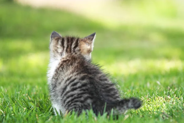 Bébé chat dans le jardin — Photo