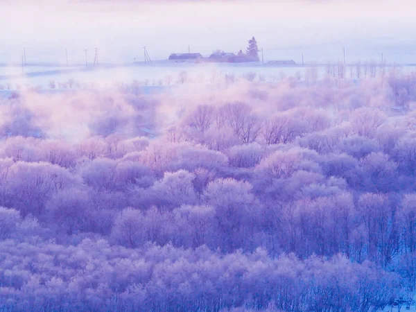 Frost covered forest in hokkaido — Stock Photo, Image