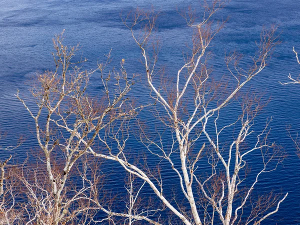 Abedul blanco y lago — Foto de Stock