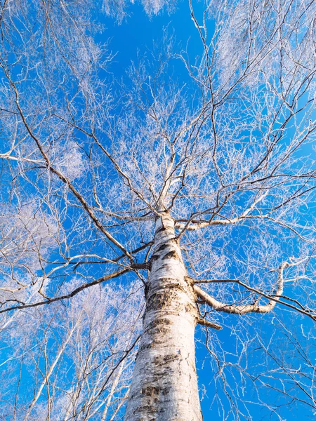 Frostbedeckter Baum im Hokkaido — Stockfoto