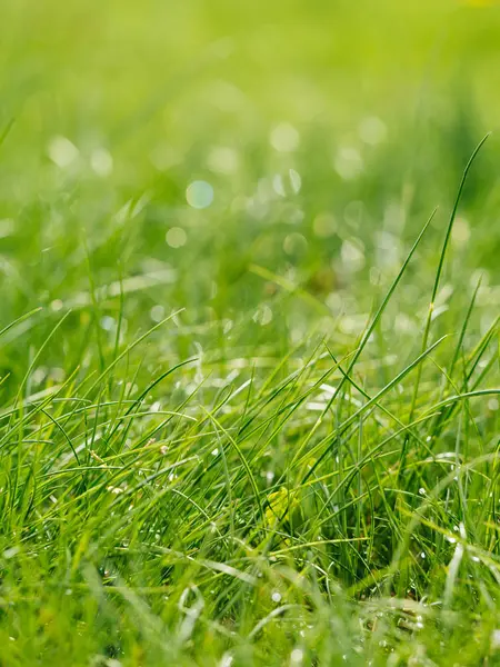 Grass in green garden — Stock Photo, Image