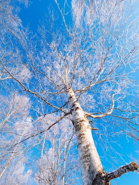 Frostbedeckter Baum im Hokkaido — Stockfoto