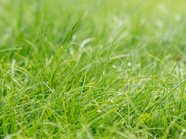 Iarbă în grădină verde — Fotografie, imagine de stoc