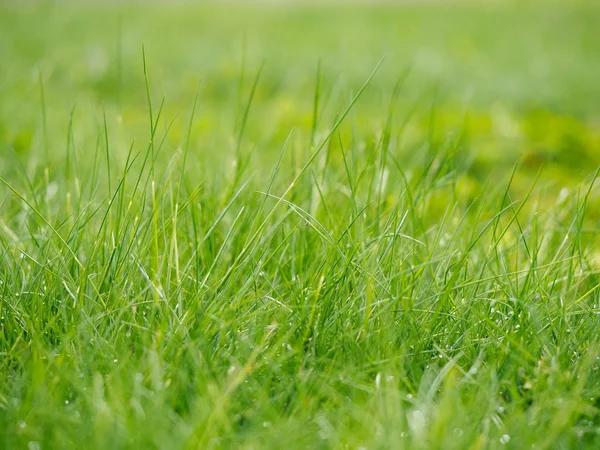 绿色花园中的草 — 图库照片