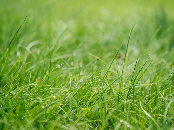 Трава в зеленому саду — стокове фото