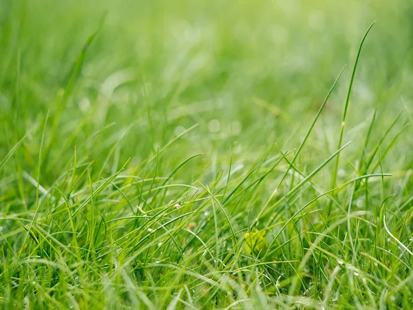 Erba nel giardino verde — Foto Stock