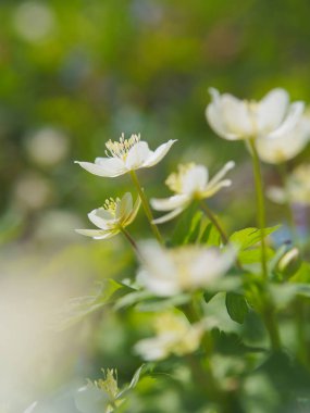 yumuşak Rüzgar çiçek bahar