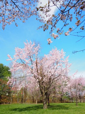 hokkaido kiraz çiçekleri