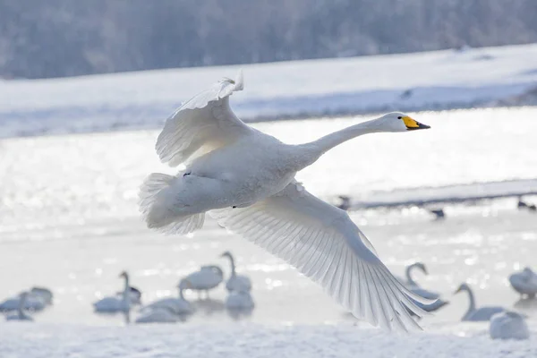 Swan w zimie hokkaido — Zdjęcie stockowe