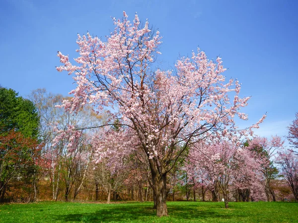 Flores de cereja em hokkaido — Fotografia de Stock