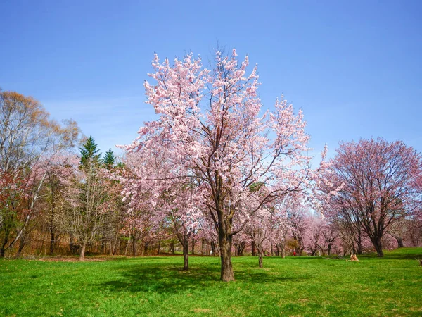 Flores de cereja em hokkaido — Fotografia de Stock