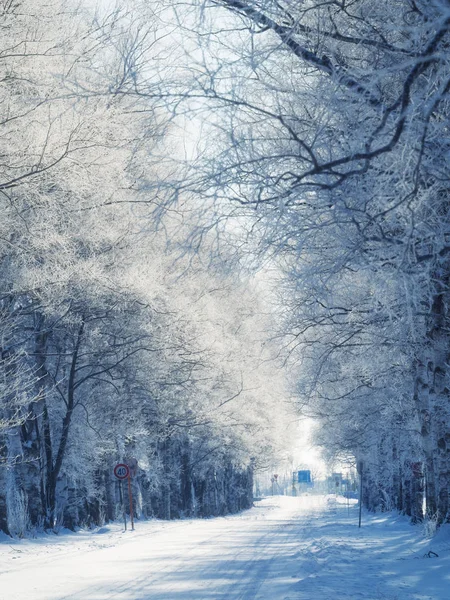 Strada alberata in inverno — Foto Stock
